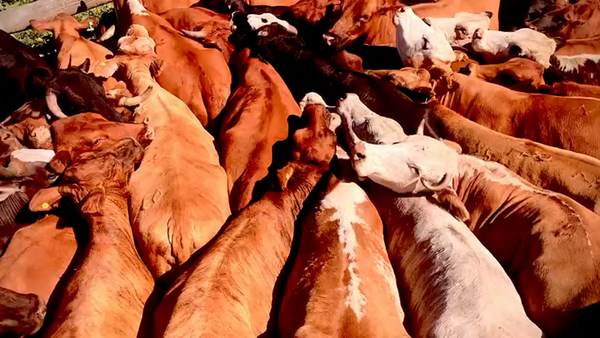 Lote 50 Vacas de invernar en Gral. San Martín, Chaco