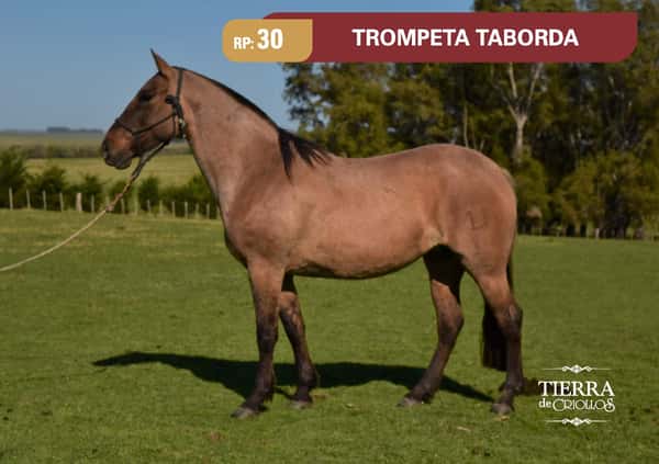 Lote RP. 30 - TROMPETA TABORDA - TABORDA