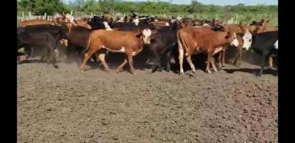 Lote 70 Terneras en Villaguay, Entre Ríos