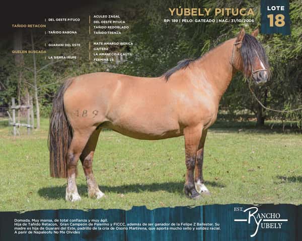 Lote Yubely Pituca