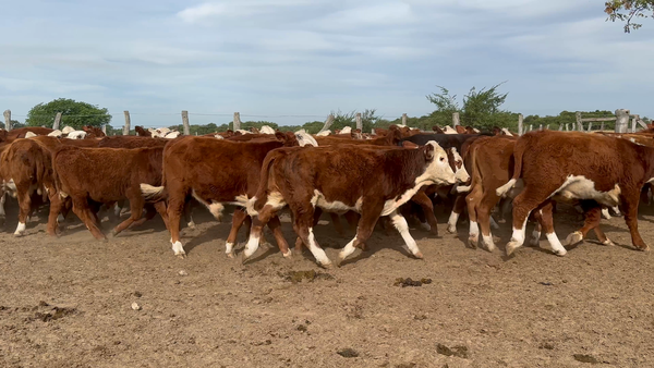 Lote 110 Terneros