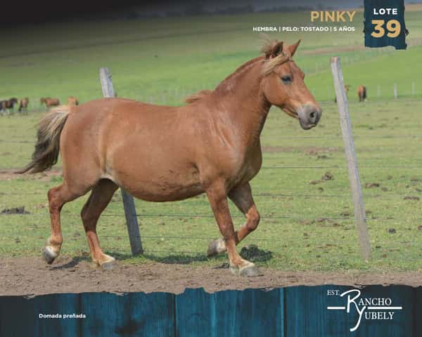 Lote Pinky