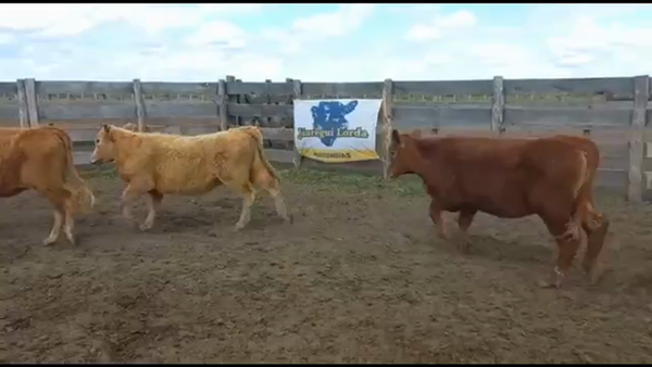 Lote 70 Terneras en Concordia, Entre Ríos