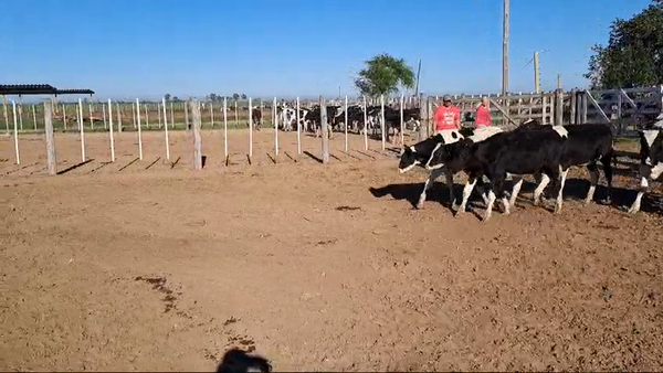 Lote 19 Novillitos Holando Argentino en Porteña, Córdoba