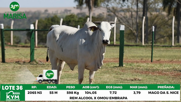 Lote Lote 36