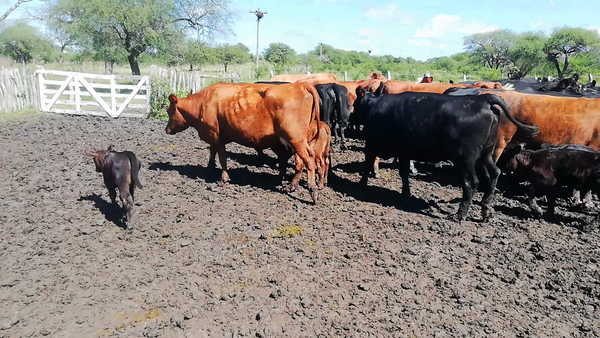 Lote 54 Vacas nuevas C/ cria en Federal, Entre Ríos