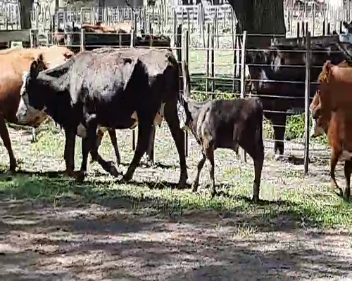 Lote 6 Vacas en Gral. Lamadrid, Buenos Aires