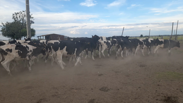 Lote 164 Novillos 1 a 2 años en Constitución, Salto