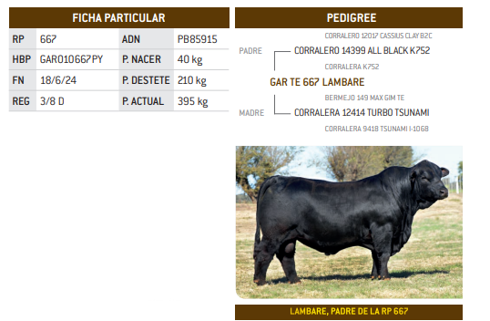 Lote LOTE 36