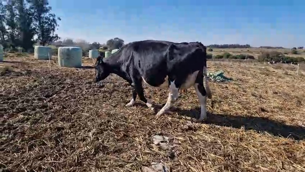 Lote 2 Vaca a remate en Pantalla Camy 500kg - , San José