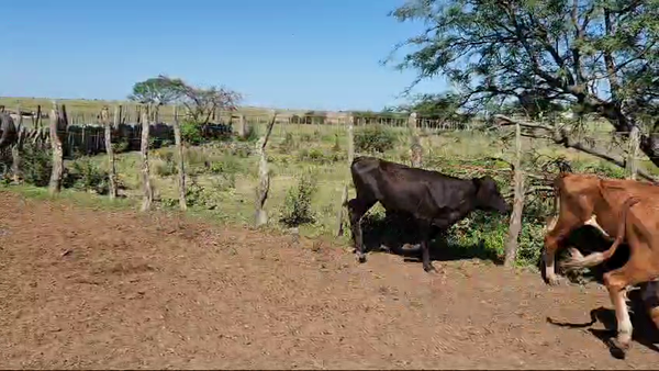 Lote 80 Vaquillonas