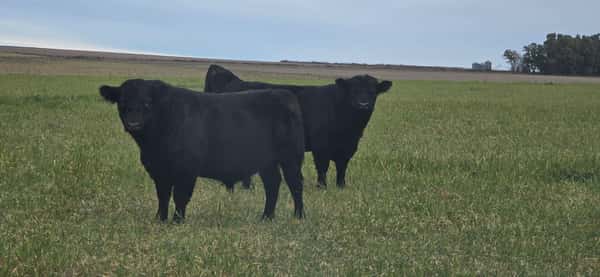 Lote 45 Toros