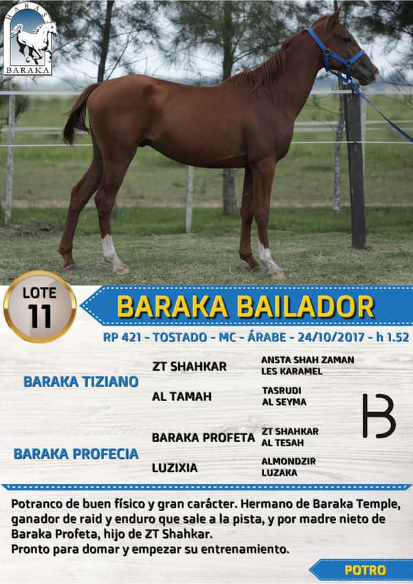 Lote BARAKA BAILADOR