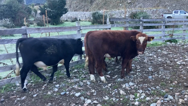Lote 57 Novillo Engorda en Aysén, XI Región Aysén