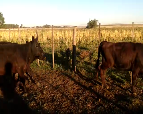 Lote 11 Terneras en Olavarría, Buenos Aires