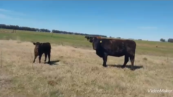 Lote 30 Vacas CUT paridas y vacias en Daireaux, Buenos Aires