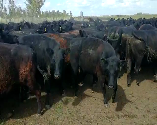 Lote 25 vacas paridas nuevas con cria en ayacucho