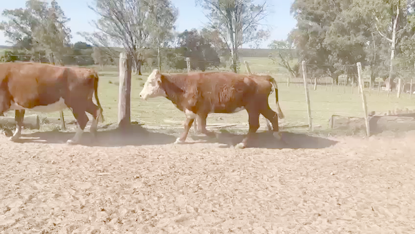 Lote (Vendido)36 Vacas de Invernada He x 10. RA x 2. AA x 1. Nor x 1.CRUZAS CON: 14 HexAA. 3 XXxNor. 2XXxHol. 3 Cruzas carniceras. a remate en Expo Paysandú 331kg -  en Palmar de Quebracho