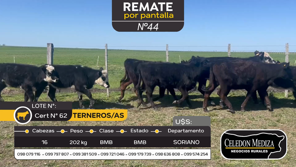 Lote 16 Terneros y Terneras en Otra Localidad, Soriano