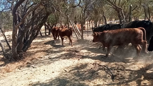 Lote 31 Ternero en San Pedro, Región Metropolitana