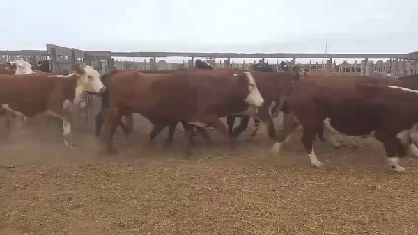 Lote 158 Vacas de invernar en Santa Fe, Logroño