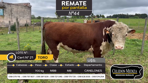 Lote 1 Toros en Canelones