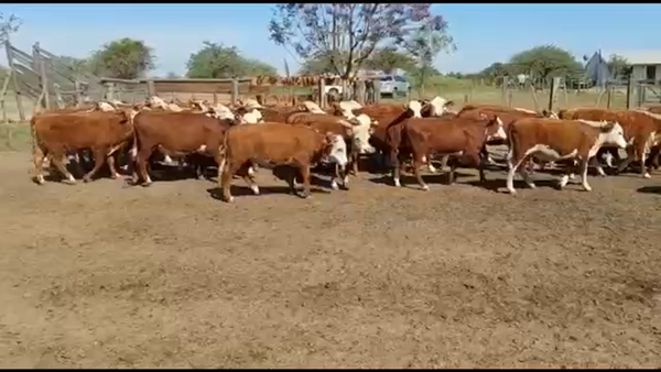 Lote 72 Terneros/as en Curuzú-Cuatiá, Corrientes