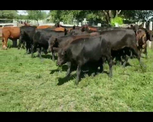 Lote 60 Terneros en Villaguay, Entre Ríos