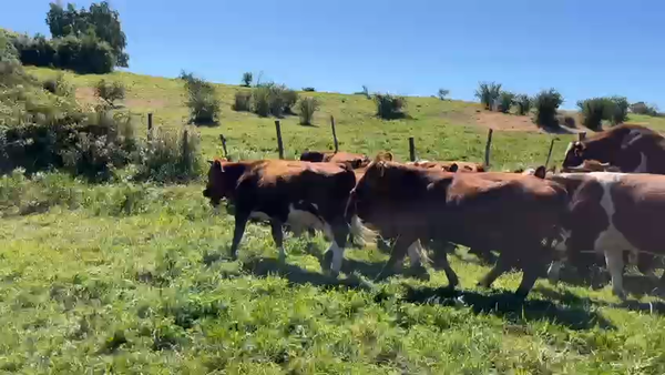 Lote 50 Novillo Engorda en San Pedro, Región Metropolitana