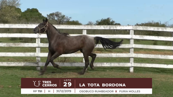 Lote LA TOTA BORDONA