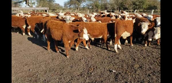 Lote 65 Terneros en Villaguay, Entre Ríos