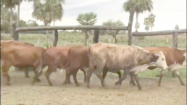 Lote 35 Vacas de invernar en Empedrado, Corrientes