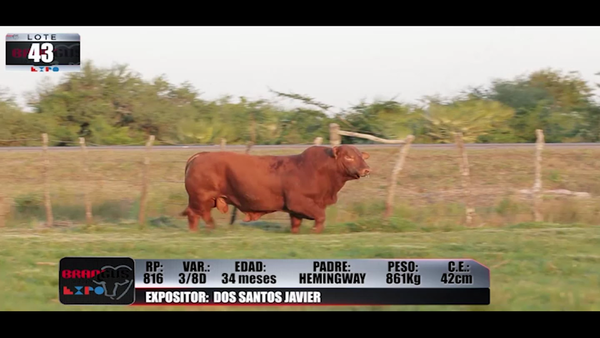 Lote Brangus a Campo Expo 2022 - Lote 43