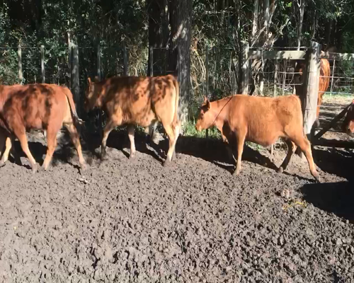 Lote 106 Terneros en Espartillar, Buenos Aires