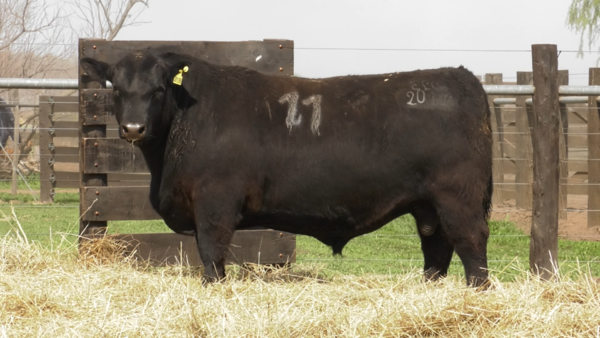 Lote TOROS ANGUS PURO CONTROLADO