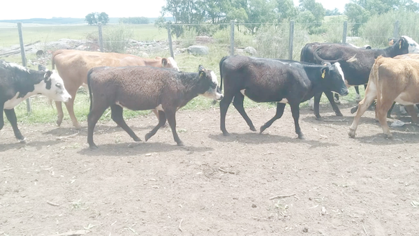 Lote 40 Terneras Raza Carne en Durazno, Cerro Chato