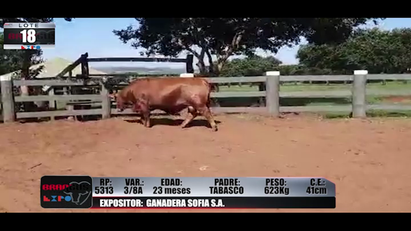 Lote Brangus a Campo Expo 2022 - Lote 18