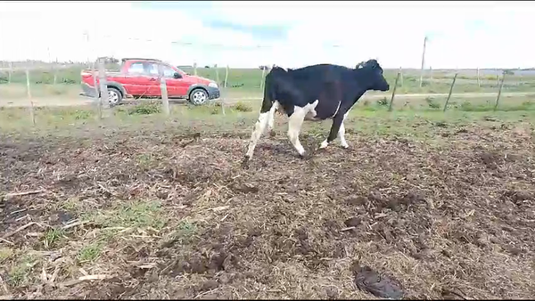 Lote 2 Vacas de Invernada Holando a remate en Aniversario 115 Años - Camy en Libertad