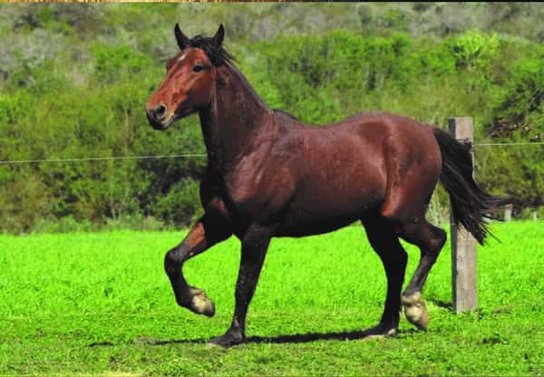 Lote RP 121 - PIRAÍ BOCA-LISTA DO SAPUCAI