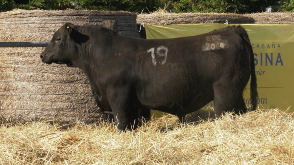 Lote TOROS ANGUS PURO CONTROLADO