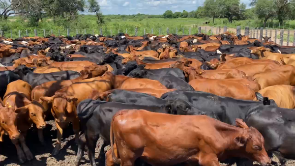 Lote 280 Novillitos en Estanislao Del Campo, Formosa