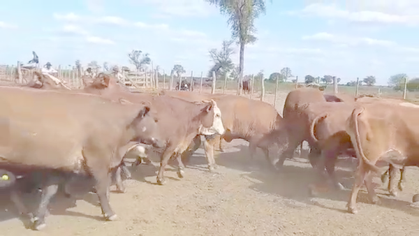 Lote 110 Vacas  en Las Lomitas, Formosa