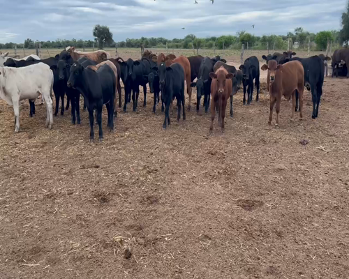 Lote 100 Terneros/as en Juan José Castelli, Chaco