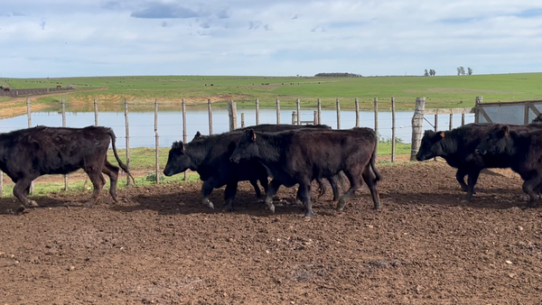 Lote 40 Vaquillonas preñadas en Reboledo, Florida