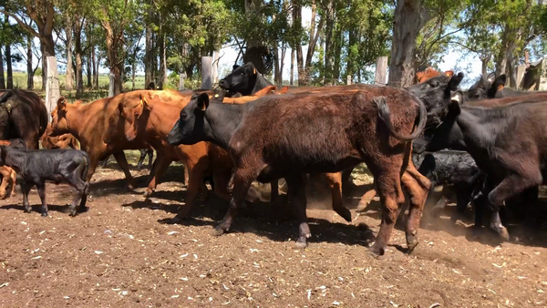 Lote 48 Vientres preñados en Chamizo, San José