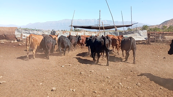 Lote 20 Vaquilla Gorda en Codegua, VI Región O-Higgins