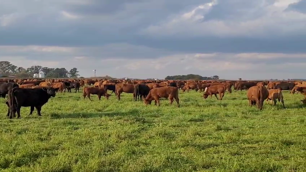 Lote 140 Terneras en Buenos Aires, Daireaux