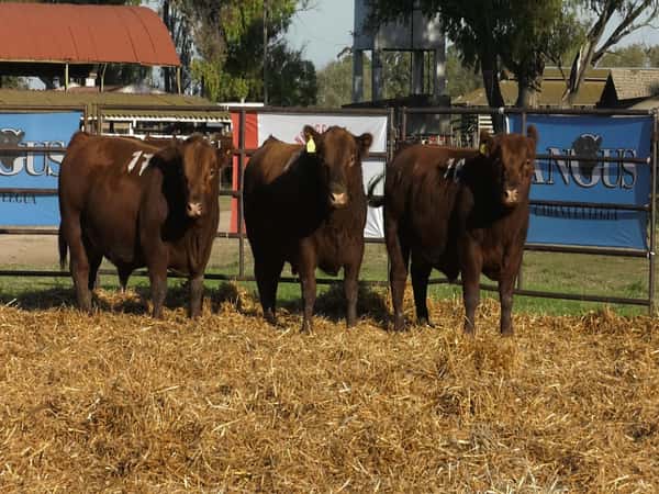 Imagen 2 del Lote Lote TOROS ANGUS COLORADOS PC