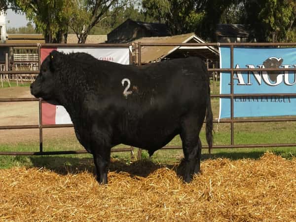 Imagen 3 del Lote Lote TOROS ANGUS NEGROS PC