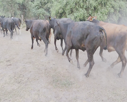 Lote 26 Vacas nuevas Preñadas en Providencia, Santa Fe